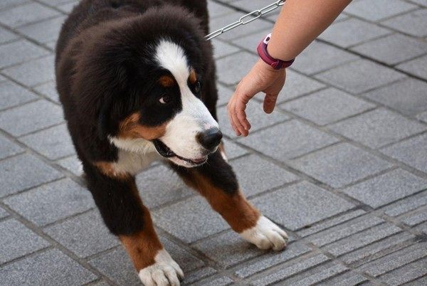 Entrusting your pet into the hands of strangers